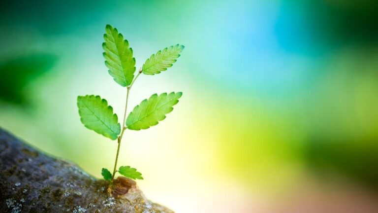 Minimalismus als Lebensstil: Wie du dich von Überflüssigem befreist und einfacher lebst.