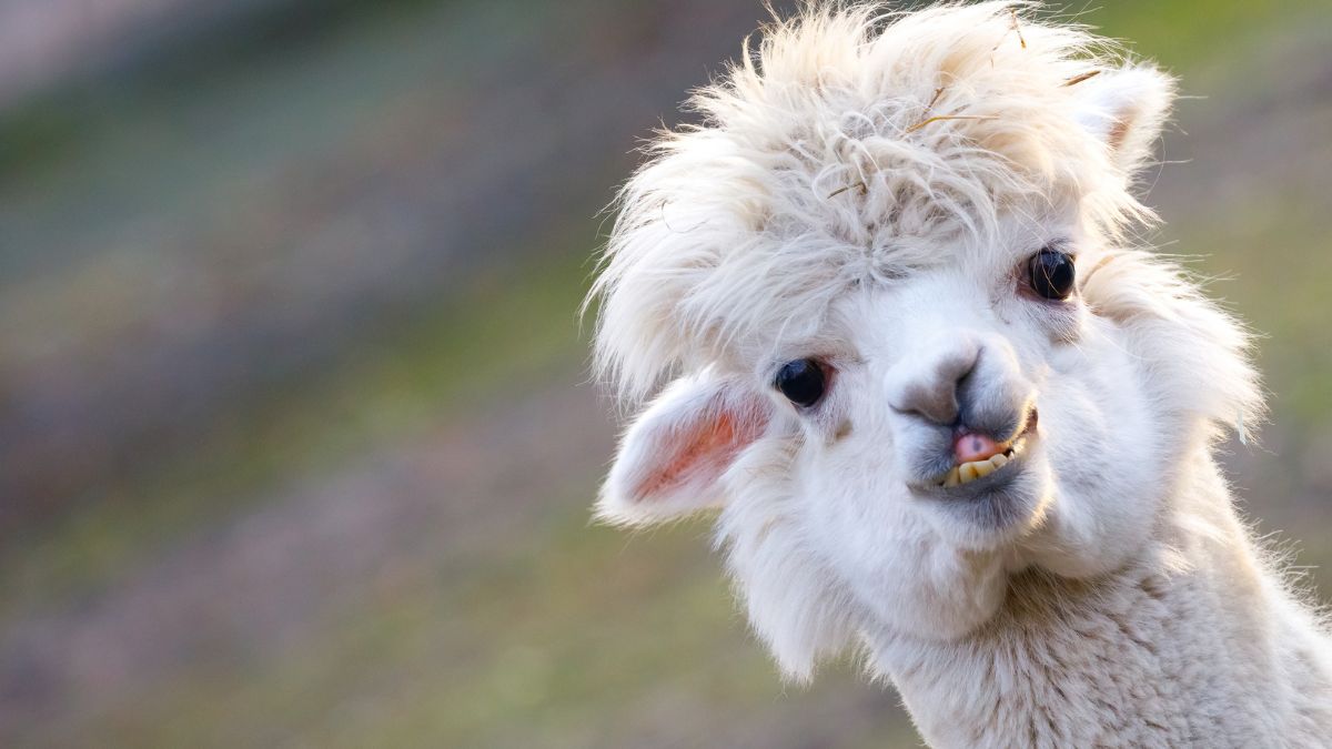 Ein neugieriges Alpaka mit flauschigem, weißem Fell und einem freundlichen Gesichtsausdruck.