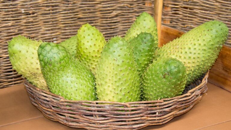 Graviola: gesundheitliche Wirkung und vielfältige Anwendungsmöglichkeiten