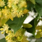 Nahaufnahme von Lindenblüten mit gelben Blüten und grünen Blättern.