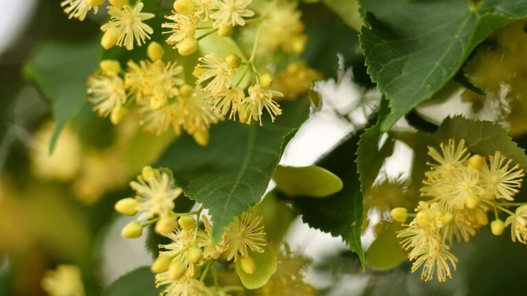 Nahaufnahme von Lindenblüten mit gelben Blüten und grünen Blättern.