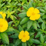 Gelbe Damiana-Blüten, die zwischen grünen Blättern wachsen.