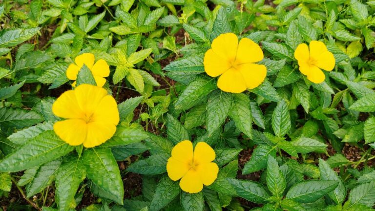 Gelbe Damiana-Blüten, die zwischen grünen Blättern wachsen.