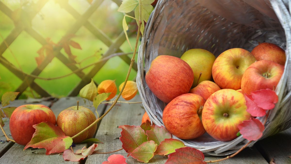 Ein Korb voller frischer Äpfel, umgeben von buntem Herbstlaub.