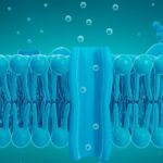 Grafik einer Zellmembran mit Ionen, die durch Kanäle fließen.