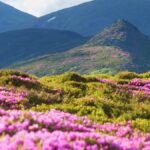 Bunte Blumenwiesen mit rosa Blüten vor einer bergigen Landschaft.