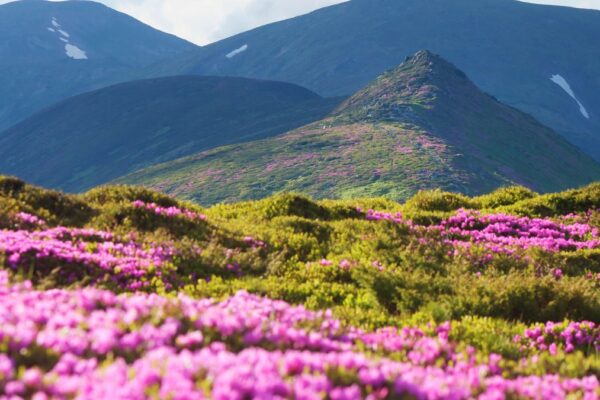 Bunte Blumenwiesen mit rosa Blüten vor einer bergigen Landschaft.