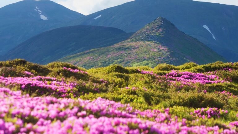 Bunte Blumenwiesen mit rosa Blüten vor einer bergigen Landschaft.